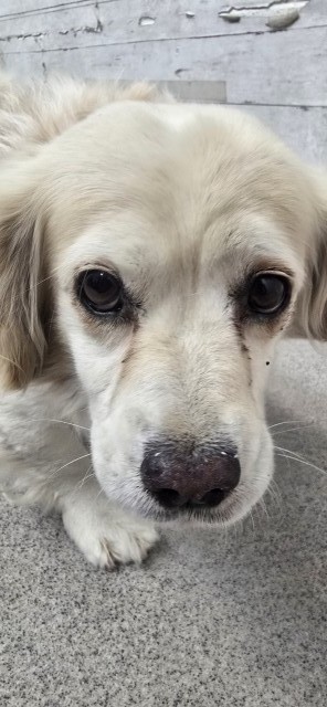 Shelter Stray Male Dog last seen Near BLOCK W BELLO DR, 333 Chandler Pl, San Bernardino, CA 92408, USA