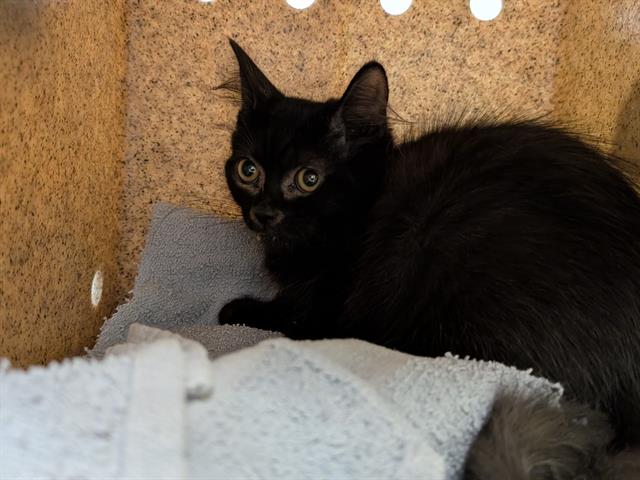 Shelter Stray Female Cat last seen Near BLOCK 42ND AVE S, AUBURN WA 98001, 21615 64th Ave S, Kent, WA 98032, USA