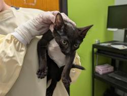 Shelter Stray Male Cat last seen Near BLOCK 42ND AVE S, AUBURN WA 98001, 21615 64th Ave S, Kent, WA 98032, USA