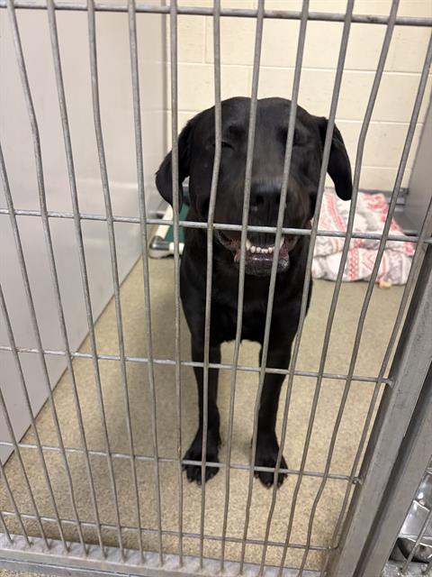 Shelter Stray Male Dog last seen Near BLOCK W APPLESEED RD, WEST VALLEY CITY UT 84119, 4522 W 3500 S, West Valley City, UT 84120, USA