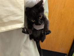 Shelter Stray Male Cat last seen Near BLOCK 42ND AVE S, AUBURN WA 98001, 21615 64th Ave S, Kent, WA 98032, USA