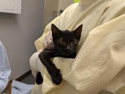 Shelter Stray Male Cat last seen Near BLOCK 42ND AVE S, AUBURN WA 98001, 21615 64th Ave S, Kent, WA 98032, USA