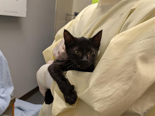 Shelter Stray Male Cat last seen Near BLOCK 42ND AVE S, AUBURN WA 98001, 21615 64th Ave S, Kent, WA 98032, USA