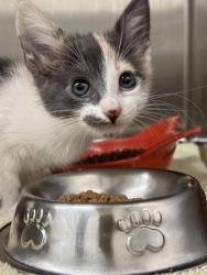 Shelter Stray Female Cat last seen SIERRA COLLEGE/BASS PRO DR, 11232 B Ave, Auburn, CA 95603, USA