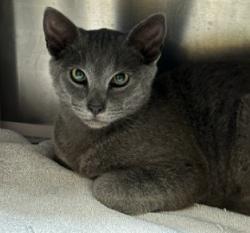 Shelter Stray Male Cat last seen HIGH ST & FERNSIDE, 1590 Fortmann Way, Alameda, CA 94501, USA