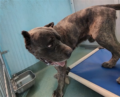 Shelter Stray Male Dog last seen , 4275 Elton St, Baldwin Park, CA 91706, USA