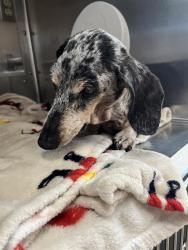 Shelter Stray Female Dog last seen SAN MIGUEL DR AND COUNTRY CLUB DR, 130 Beyer Way, Chula Vista, CA 91911, USA