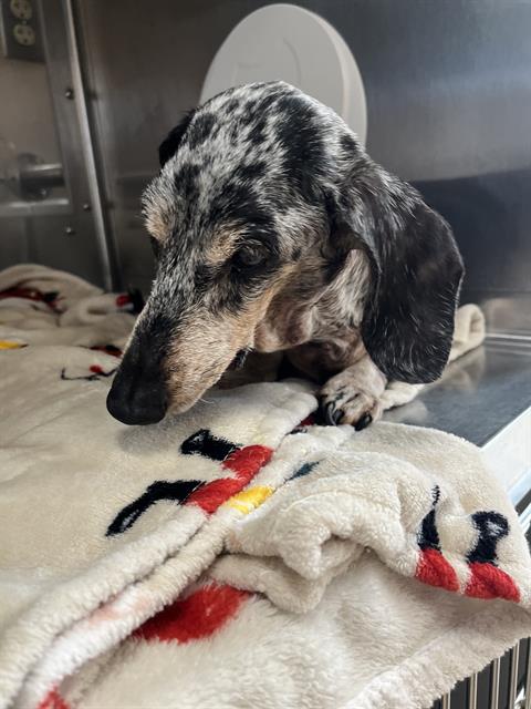 Shelter Stray Female Dog last seen SAN MIGUEL DR AND COUNTRY CLUB DR, 130 Beyer Way, Chula Vista, CA 91911, USA