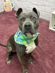 Shelter Stray Male Dog last seen Near BLOCK WARWICK ST, DETROIT MI 48228, 7401 Chrysler Dr, Detroit, MI 48211, USA