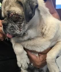 Shelter Stray Female Dog last seen COLLEGE/ FAIRFAX BAKERSFIELD, 201 S Mt Vernon Ave, Bakersfield, CA 93307, USA
