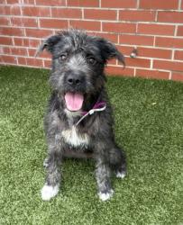 Shelter Stray Female Dog last seen Near BLOCK VAUGHAN ST, DETROIT, MI 48219, 7401 Chrysler Dr, Detroit, MI 48211, USA
