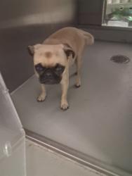 Shelter Stray Female Dog last seen 8TH STREET, BAKERSFIELD, 201 S Mt Vernon Ave, Bakersfield, CA 93307, USA