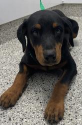 Shelter Stray Male Dog last seen LAWNDALE ST & W FORT STDETROIT,MI 48209, 7401 Chrysler Dr, Detroit, MI 48211, USA