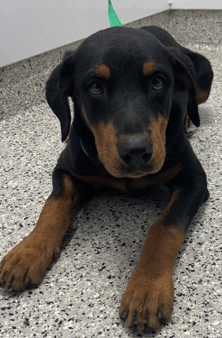 Shelter Stray Male Dog last seen LAWNDALE ST & W FORT STDETROIT,MI 48209, 7401 Chrysler Dr, Detroit, MI 48211, USA