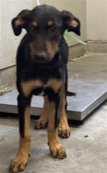 Shelter Stray Female Dog last seen , 600 Aviation Dr, Camarillo, CA 93010, USA