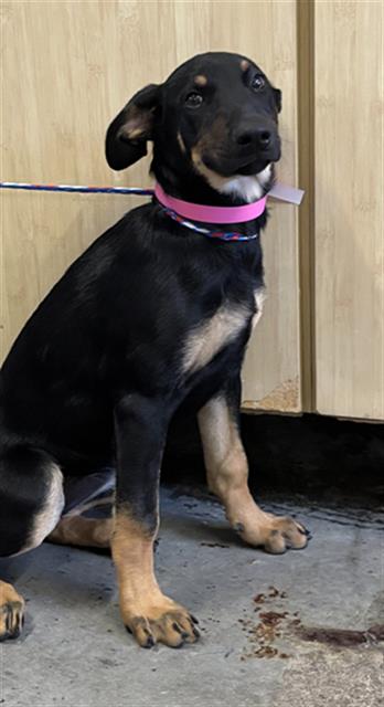Shelter Stray Female Dog last seen , 600 Aviation Dr, Camarillo, CA 93010, USA