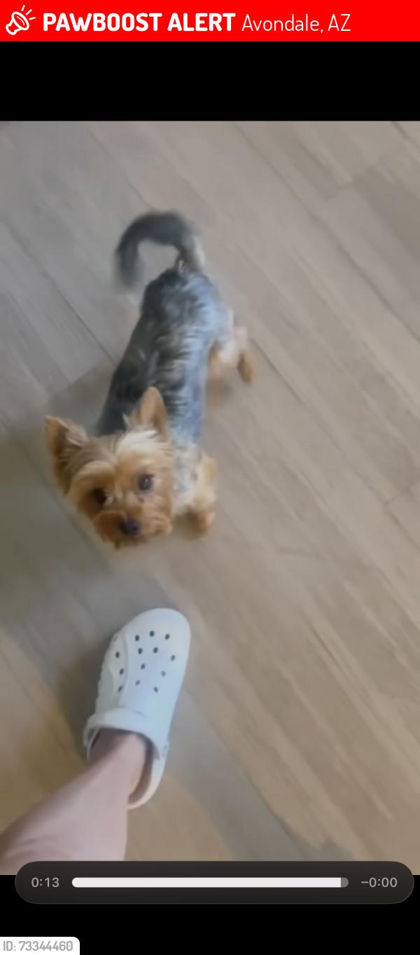 Lost Female Dog last seen 111th dr and lakeshore dr, Avondale, AZ 85392