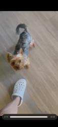 Lost Female Dog last seen 111th dr and lakeshore dr, Avondale, AZ 85392