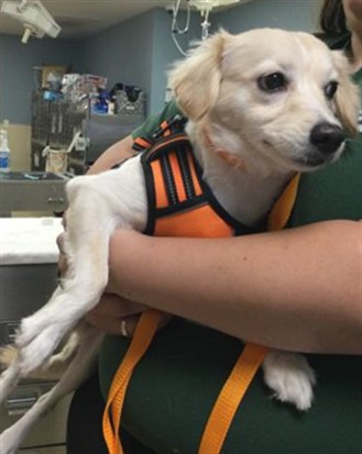 Shelter Stray Female Dog last seen FILLMORE ST /MAGNOLIA AVE, RIVERSIDE, CA 92505, 6851 Van Buren Boulevard, Jurupa Valley, CA 92509, USA