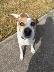 Found/Stray Female Dog last seen Lakes at mason park, Lakes At Mason Park, TX 77449