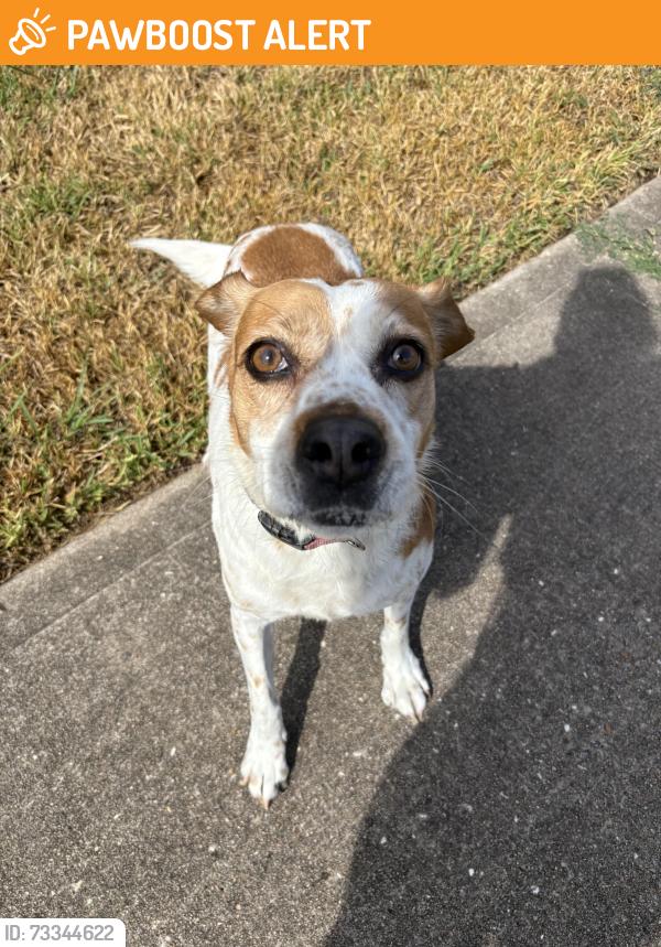 Found/Stray Female Dog last seen Lakes at mason park, Lakes At Mason Park, TX 77449