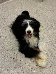 Shelter Stray Male Dog last seen S LANGDALE AND S LITTLE RIVER, 12155 Park Blvd, Brighton, CO 80601, USA