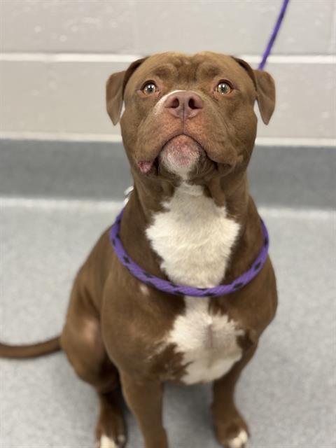 Shelter Stray Male Dog last seen Near, 2600 S Harding St, Indianapolis, IN 46221, USA