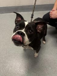 Shelter Stray Female Dog last seen Near, 2600 S Harding St, Indianapolis, IN 46221, USA