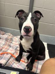 Shelter Stray Male Dog last seen Near, 2600 S Harding St, Indianapolis, IN 46221, USA