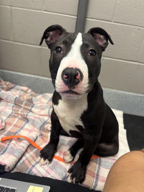 Shelter Stray Male Dog last seen Near, 2600 S Harding St, Indianapolis, IN 46221, USA