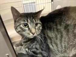Shelter Stray Female Cat last seen Near BLOCK S MERIDIAN AVE, WICHITA KS 67213, 3303 N Hillside St, Wichita, KS 67219, USA