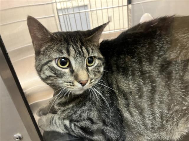 Shelter Stray Female Cat last seen Near BLOCK S MERIDIAN AVE, WICHITA KS 67213, 3303 N Hillside St, Wichita, KS 67219, USA