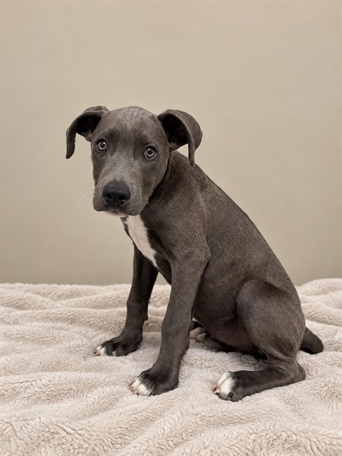 Shelter Stray Male Dog last seen , 38550 Sierra Hwy, Palmdale, CA 93550, USA