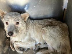 Shelter Stray Male Dog last seen Near BLOCK N HOLYOKE AVE, WICHITA KS 67208, 3303 N Hillside St, Wichita, KS 67219, USA