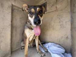 Shelter Stray Unknown Dog last seen Near BLOCK NW 7TH ST, OKLAHOMA CITY OK 73106, 2811 SE 29th St, Oklahoma City, OK 73129, USA