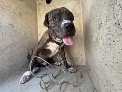 Shelter Stray Unknown Dog last seen Near BLOCK NW 7TH ST, OKLAHOMA CITY OK 73106, 2811 SE 29th St, Oklahoma City, OK 73129, USA