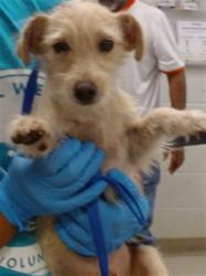 Shelter Stray Unknown Dog last seen Near BLOCK SE 21ST IN THE FRONT YARD, 2811 SE 29th St, Oklahoma City, OK 73129, USA