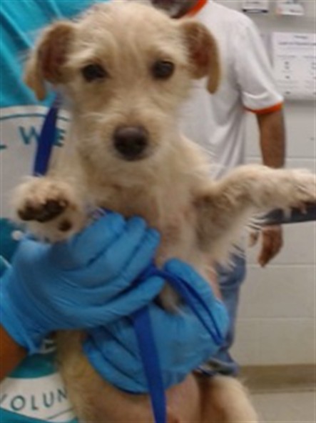 Shelter Stray Unknown Dog last seen Near BLOCK SE 21ST IN THE FRONT YARD, 2811 SE 29th St, Oklahoma City, OK 73129, USA