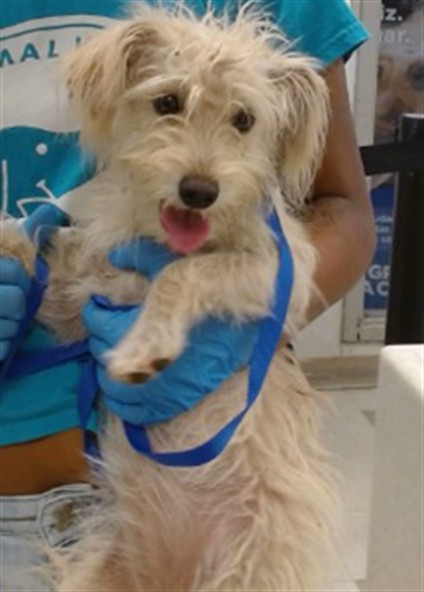 Shelter Stray Unknown Dog last seen Near BLOCK SE 21ST IN THE FRONT YARD, 2811 SE 29th St, Oklahoma City, OK 73129, USA