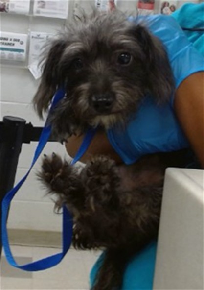 Shelter Stray Unknown Dog last seen Near BLOCK SE 21ST IN THE FRONT YARD, 2811 SE 29th St, Oklahoma City, OK 73129, USA