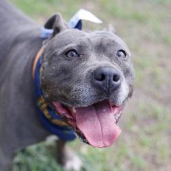Shelter Stray Female Dog last seen Near BLOCK BLIND MEADOW, 4710 TX-151, San Antonio, TX 78227, USA