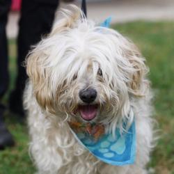 Shelter Stray Female Dog last seen POTRANCO AND RED BIRD PASS, 4710 TX-151, San Antonio, TX 78227, USA