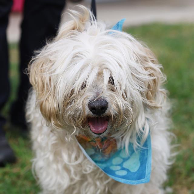 Shelter Stray Female Dog last seen POTRANCO AND RED BIRD PASS, 4710 TX-151, San Antonio, TX 78227, USA