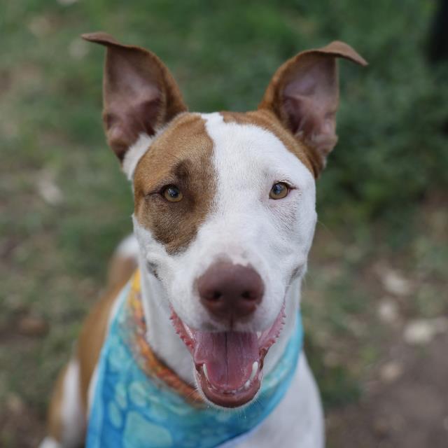 Shelter Stray Male Dog last seen BOWIE, 4710 TX-151, San Antonio, TX 78227, USA