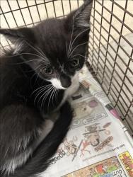 Shelter Stray Male Cat last seen , 14409 Vanowen St, Van Nuys, CA 91405, USA