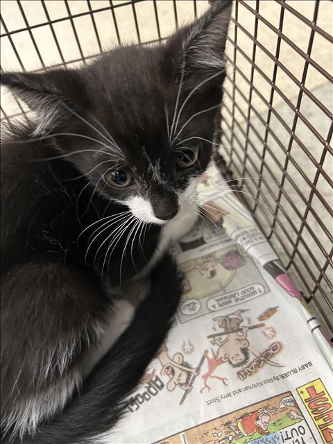 Shelter Stray Male Cat last seen , 14409 Vanowen St, Van Nuys, CA 91405, USA