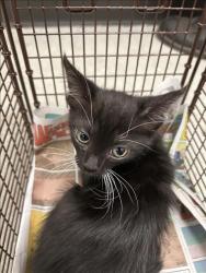Shelter Stray Female Cat last seen , 14409 Vanowen St, Van Nuys, CA 91405, USA