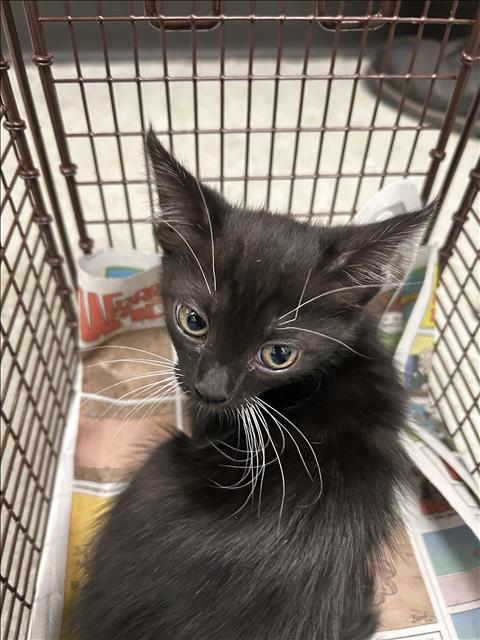 Shelter Stray Female Cat last seen , 14409 Vanowen St, Van Nuys, CA 91405, USA