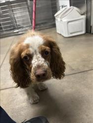 Shelter Stray Male Dog last seen , 14409 Vanowen St, Van Nuys, CA 91405, USA
