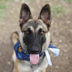 Shelter Stray Male Dog last seen Near BLOCK OLD PEARSALL, 4710 TX-151, San Antonio, TX 78227, USA